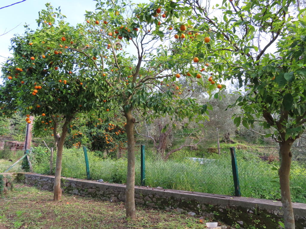 Huis aan zee te koop fruitbomen  in tuin  Milina Pilion Griekenland