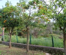 Huis aan zee te koop fruitbomen  in tuin  Milina Pilion Griekenland