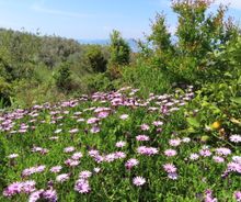 Vakantiehuis te koop tuin in Kalamos Griekenland