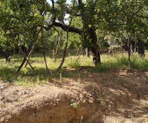 Appelbomen op stuk grond te koop Millies Griekenland